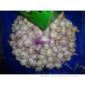 Normal White Garlic Best Quality